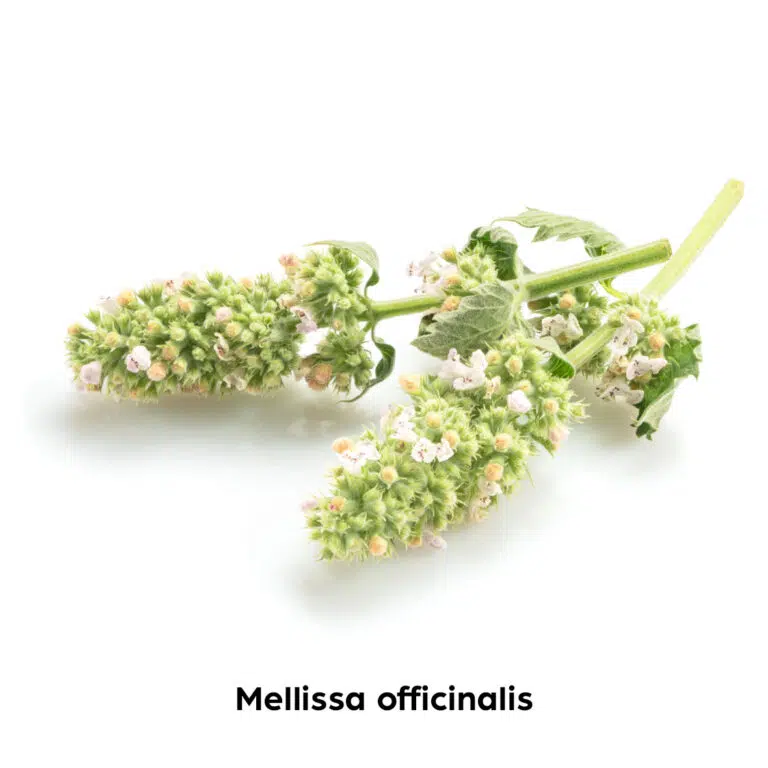 Mellissa-officinalis