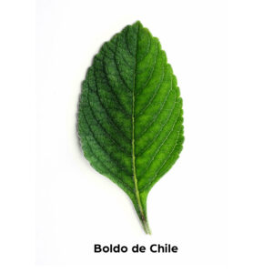 Boldo do Chile Dntro