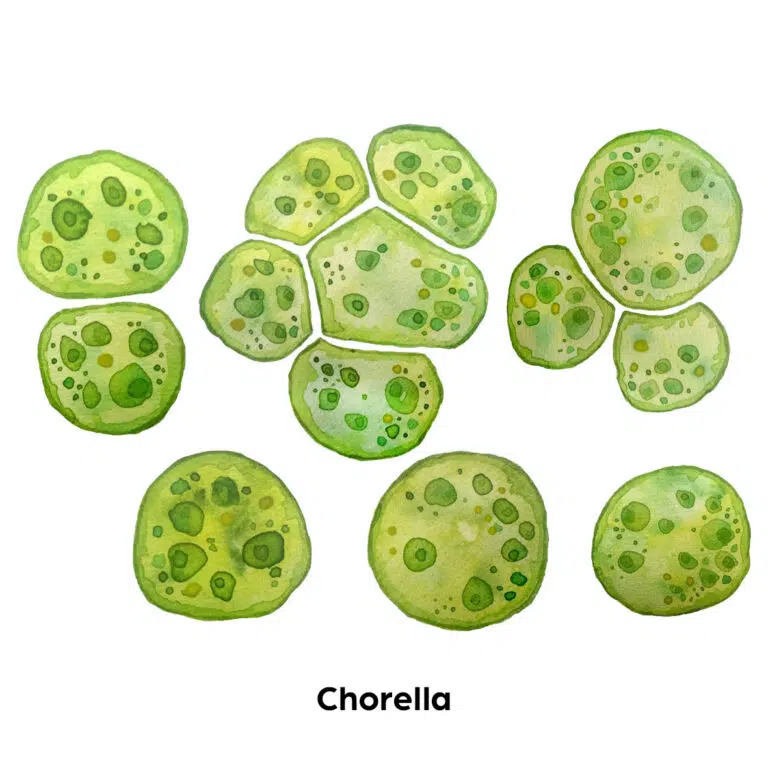 chlorella dntro