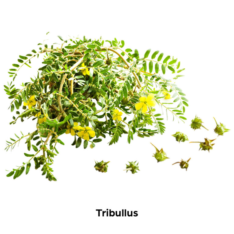 Biodiversidade Dntro - Tribulus terrestris